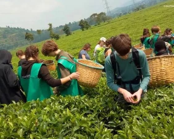 Pfunda (The Agro-Tourism Edge), Gisenyi